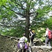 Eccoci alle baite di Curt Murgin ormai inghiottite dal bosco dominato dal faggio secolare.