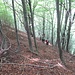 Ritornati a Varola abbiamo ripreso il sentiero fatto in mattinata per scendere. Le pendenze sono notevoli, direi superiori a quelle dei sentieri che si trovano nei km verticali; qui ci sono 430 metri di dislivello tra Varola e Curgei.