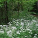 Der herrliche Wanderweg im Talgrund des Finstertals ist kurzweilig und abwechslungsreich