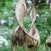 Sind das auch Judaspfennige?<br />edit: Nein, aber fast.... es ist das "Ausdauerndes Silberblatt" (Lunaria rediviva L.) im Gegenzug zum auch als Judaspfennig bekannten "Gartensilberblatt"<br />