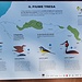 I<b>l Tresa costituisce un importantissimo corridoio ecologico per lo spostamento non solo della fauna acquatica ma anche di quella terrestre. Le aree boscate che attraversa, le sponde a tratti ancora naturali e le spiagge della foce ne caratterizzano l'elevata valenza ambientale.</b>