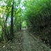 <b>Nella prima parte il fondo è asfaltato e la pendenza non è eccessiva, poi diventa una pista sterrata, meno confortevole. Al belvedere di Pian Cuvinic (930 m) una vista impagabile sul Lago Maggiore e le cime circostanti lascia a bocca aperta.</b>