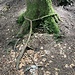 originell "gefesselter" Baumstamm