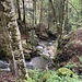 aparter Bachlauf eines Zubringers zum Bumbachgraben