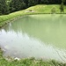 ... zum Brunnemoosseeli (mit Fischen)