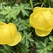 in voller Blüte ...