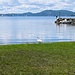 Monvallina