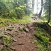 Wurzelweg