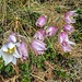 Pulsatilla vernalis