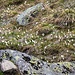 Crocus sp