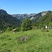 Kuhidylle auf der Dosseggalpe