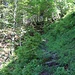 Steiler Waldpad zwischen Dosseggalpe und Hangalpe