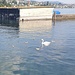 Schwanen-Familie bei Horgen