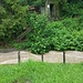 wenig oberhalb - einer der Bunker, man sieht, wie hoch das Wasser verläuft