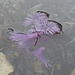Wasserpflanze