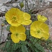 Alpenmohn