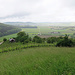 Blick in die Weinreben ob dem Bad Osterfingen.