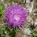 Laut Pflanzenbestimmungs-App eine "Nickende Distel", Carduus nutans, Gattung Asteraceae