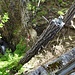 Unmittelbar auf der Naturbrücke befindet sich der Einstieg in den Bietschbach-Klettersteig. Alle Quellen geben an, dass der KS nur in Begleitung eines Bergführers benutzt werden darf. Eigenständige Begehungen werden dadurch erschwert, dass beim Einstieg ein paar Meter über einen sehr steilen mit Erde und Tannennadeln bedeckten Abhang abgeseilt werden muss. Wer selbständig abseilen kann, oder sich vorsichtig mithilfe der Wurzeln als Griffe den Hang hinunterarbeitet, kann sich auch über das Gebot der Klettersteigbauer hinwegsetzen. Zusätzlich wird eine Seilrolle für die Tyroliennes im Klettersteig benötigt.