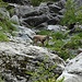 Steinwild im Bietschtal.