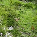 Steinwild im Bietschtal.