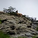 Ein paar Meter dem Wanderweg Richtung Üechtwang/Reemistafel talaufwärts folgend, abseits des Rummels auf dem Südrampen-Weg, stossen wir auf eine Gruppe Steingeissen.