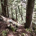 Wegverzweigung im Wald unterhalb des Jolialp.
