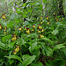 Orchideenschutzgebiet Tannbüel.