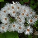 Weisse Pestwurz (Petasites albus), Gattung Asteraceae