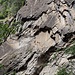 Auf der anderen Seite der Schlucht ist ein Teil der Route des Bietschtal-Klettersteigs auszumachen. Sieht stellenweise überhängend aus. Wäre mal Zeit für einen Hikr-Bericht!
