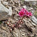 Hauswurz mit Blüte