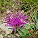 Bergflockenblume