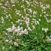 Die Zeiten, wo ich jede unbekannte Blume nachgeschlagen habe, sind - mangels Zeit - vorbei. ;-)