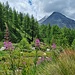 gleich geht's durch den Wald