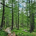 Waldstück unterwegs zum Erlebnisweg