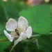 Blüte mit Besuch