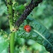 Die Blattläuse leben mit Marienkäfern oft in Symbiose
