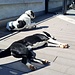 <b>I due cani da pastore di Adriano invece di curare le pecore al pascolo si godono beatamente il sole sulla terrazza del ristorante.</b>