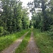 Lungo tratto di sterrata nel bosco