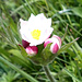Die Knospen öffnen sich