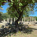 Olympia (Ολυμπία) - Hinter Bäumen wird die Palaestra (Παλαίστρα) sichtbar...