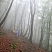 ab durch den Nebelwald