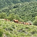 und hier sind die Cavalli