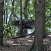 ich glaub, eine Kuh steht im Wald