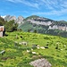 Schafe an der Alp Bärstein