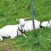 Ziegen bei der Alp Soll