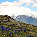 Bergfrühling