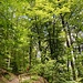 im erbaulichen Gurtenwald hoch ...