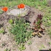 <b>Nella Giornata Mondiale dell'Ambiente, non posso fare a meno di dare il mio contributo con la piantumazione di un fiore; "Un piccolo gesto di grande impatto" :-).</b>