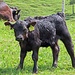 Nummer 8682 schaut mich recht grimmig an